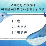 クジラの雑学クイズ