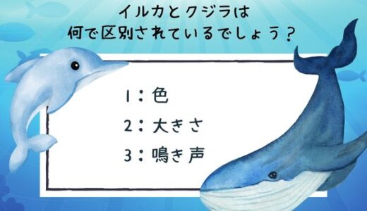 動物のおもしろ雑学クイズ15「イルカとクジラの違いはなに？」