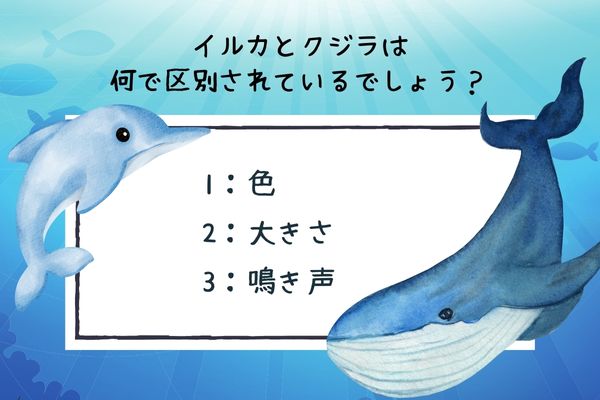 クジラの雑学クイズ