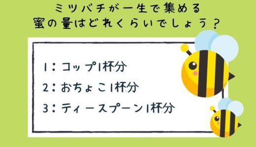 動物のおもしろ雑学クイズ13「ミツバチが一生で集める蜜の量」