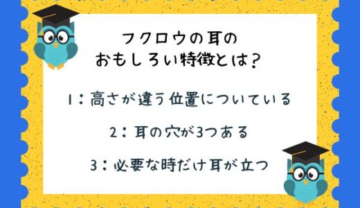 動物のおもしろ雑学クイズ20「フクロウの耳のおもしろい特徴」