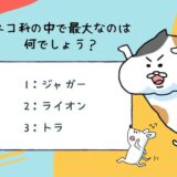 動物のおもしろ雑学クイズ19「ネコ科の中で最大の動物はなに？」