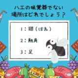 動物のおもしろ雑学クイズ18「ハエが味覚を感じる場所はどこ？」