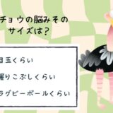 動物のおもしろ雑学クイズ17「ダチョウの脳みそサイズ」