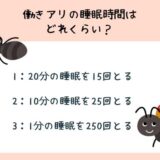 動物のおもしろ雑学クイズ21「働きアリの睡眠時間は？」